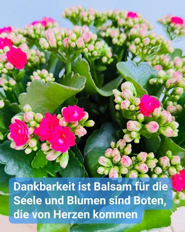 Das Bild zeigt eine Ansammlung von Kalanchoe-Blüten, überwiegend in Pink- und Weißtönen, mit grünen Blättern. Die Blumen befinden sich in unterschiedlichen Wachstumsstadien; einige sind vollständig geöffnet, andere noch in Knospenform.  Ein Textüberlagerung in einer blauen Box ist im unteren Bereich des Bildes sichtbar. Der Text lautet: "Dankbarkeit ist Balsam für die Seele und Blumen sind Boten, die von Herzen kommen."  Der Hintergrund ist zart in Blau gehalten, was einen Kontrast zu den lebendigen Farben der Blumen bildet. Insgesamt wirkt das Bild fröhlich und hell.