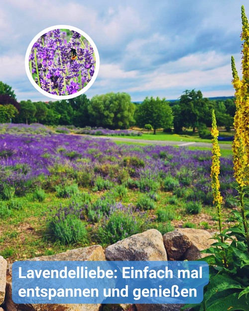 Ein Blick über die Lavendelwiesen. Bildbeschriftung: Lavendelliebe: Einfach mal entspannen und genießen